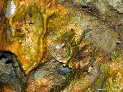 Budapest Caves. Palvolgyi Cave