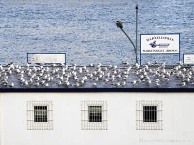 The Conference