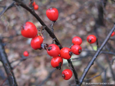 Berries