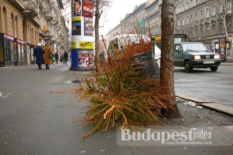 Some are completely dry and bald. When were they bought? Budapest Streets