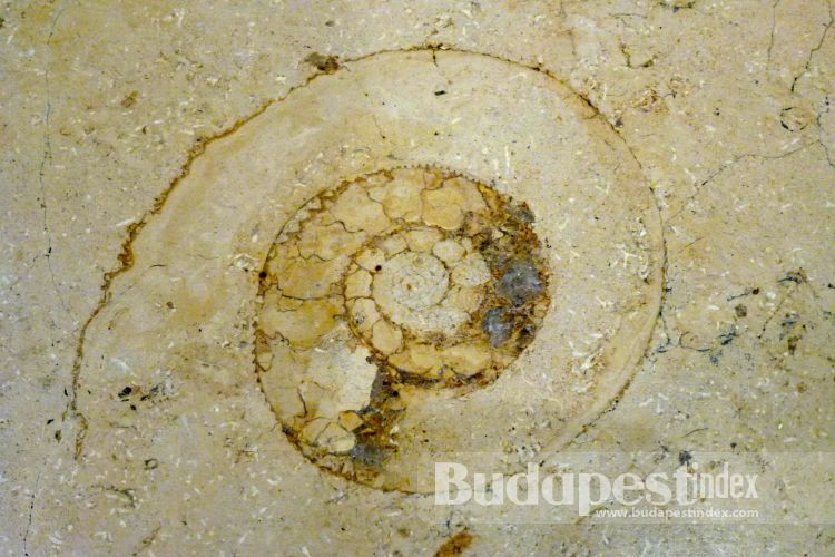 Fossils of Budapest