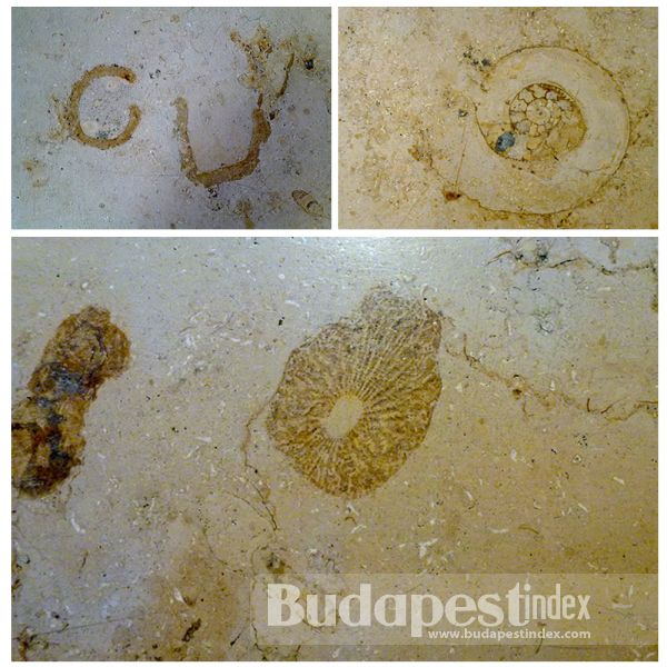 Of all shapes and sizes, from the most known ammonites to less obvious ones. Of all shapes and sizes, from the most known ammonites to less obvious ones.
